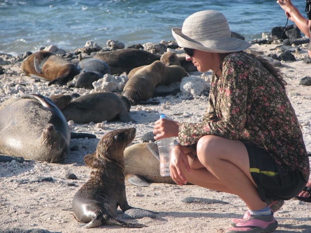 galapagos-islands-sea-lion-budget-travel