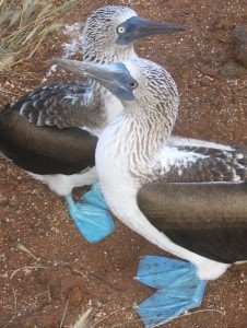 galapagos-islands-cheap-travel